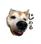 我が家の柴犬、コロン。（個別スタンプ：27）