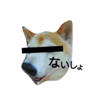 我が家の柴犬、コロン。（個別スタンプ：29）