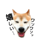 我が家の柴犬、コロン。（個別スタンプ：30）