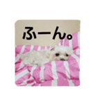 chiikamachan（個別スタンプ：4）