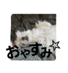 chiikamachan（個別スタンプ：8）