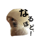 chiikamachan（個別スタンプ：11）