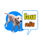 JustSayNo（個別スタンプ：2）