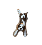 キャバリアのこはるちゃん（個別スタンプ：5）