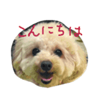 プードル蘭ちゃん（個別スタンプ：2）