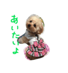 プードル蘭ちゃん（個別スタンプ：5）