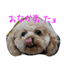 プードル蘭ちゃん（個別スタンプ：7）