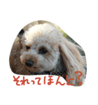 プードル蘭ちゃん（個別スタンプ：9）