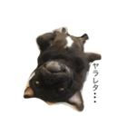 PUG_LIFE1（個別スタンプ：1）
