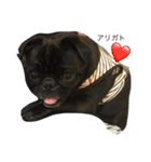 PUG_LIFE1（個別スタンプ：2）