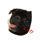 PUG_LIFE1（個別スタンプ：3）