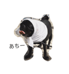 PUG_LIFE1（個別スタンプ：4）