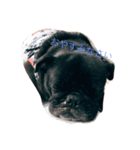 PUG_LIFE1（個別スタンプ：5）