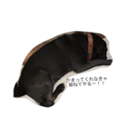 PUG_LIFE1（個別スタンプ：6）