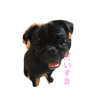 PUG_LIFE1（個別スタンプ：7）