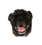 PUG_LIFE1（個別スタンプ：8）