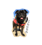 PUG_LIFE1（個別スタンプ：9）