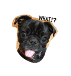 PUG_LIFE1（個別スタンプ：10）