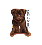 PUG_LIFE1（個別スタンプ：11）