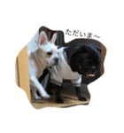 PUG_LIFE1（個別スタンプ：12）