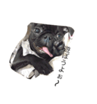 PUG_LIFE1（個別スタンプ：13）