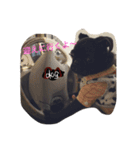 PUG_LIFE1（個別スタンプ：15）