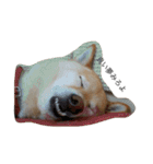 柴犬の日常！1（個別スタンプ：1）