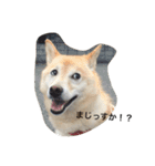 柴犬の日常！1（個別スタンプ：2）