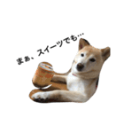 柴犬の日常！1（個別スタンプ：3）