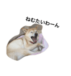 柴犬の日常！1（個別スタンプ：4）