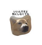 柴犬の日常！1（個別スタンプ：5）