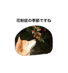 柴犬の日常！1（個別スタンプ：6）