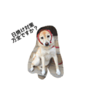 柴犬の日常！1（個別スタンプ：9）