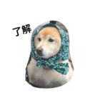 柴犬の日常！1（個別スタンプ：10）
