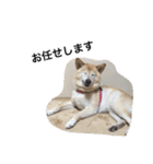 柴犬の日常！1（個別スタンプ：11）