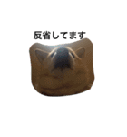 柴犬の日常！1（個別スタンプ：12）
