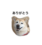 柴犬の日常！1（個別スタンプ：13）