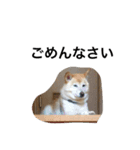 柴犬の日常！1（個別スタンプ：15）