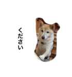 柴犬の日常！1（個別スタンプ：17）