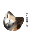柴犬の日常！1（個別スタンプ：18）