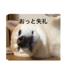 柴犬の日常！1（個別スタンプ：19）