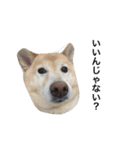 柴犬の日常！1（個別スタンプ：20）