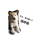 柴犬の日常！1（個別スタンプ：24）
