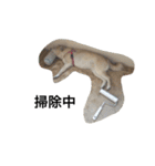 柴犬の日常！1（個別スタンプ：25）