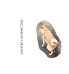 柴犬の日常！1（個別スタンプ：26）