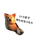 柴犬の日常！1（個別スタンプ：27）