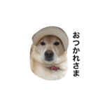 柴犬の日常！1（個別スタンプ：28）