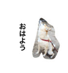 柴犬の日常！1（個別スタンプ：29）