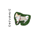 柴犬の日常！1（個別スタンプ：30）