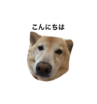 柴犬の日常！1（個別スタンプ：31）